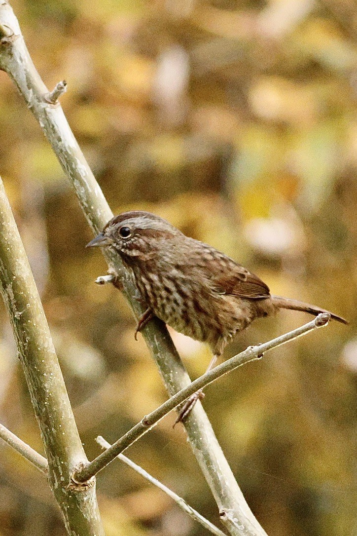 Song Sparrow - ML643678082