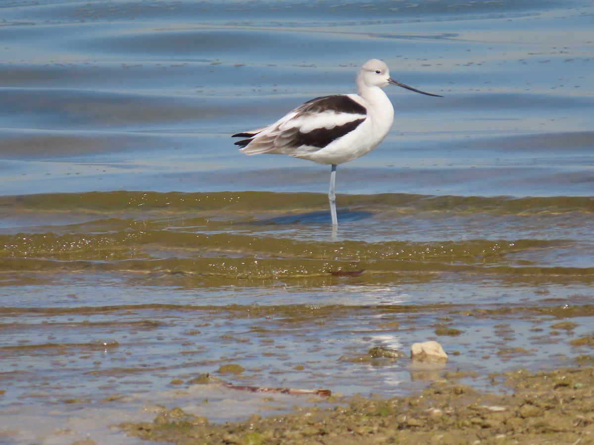 American Avocet - ML643678084