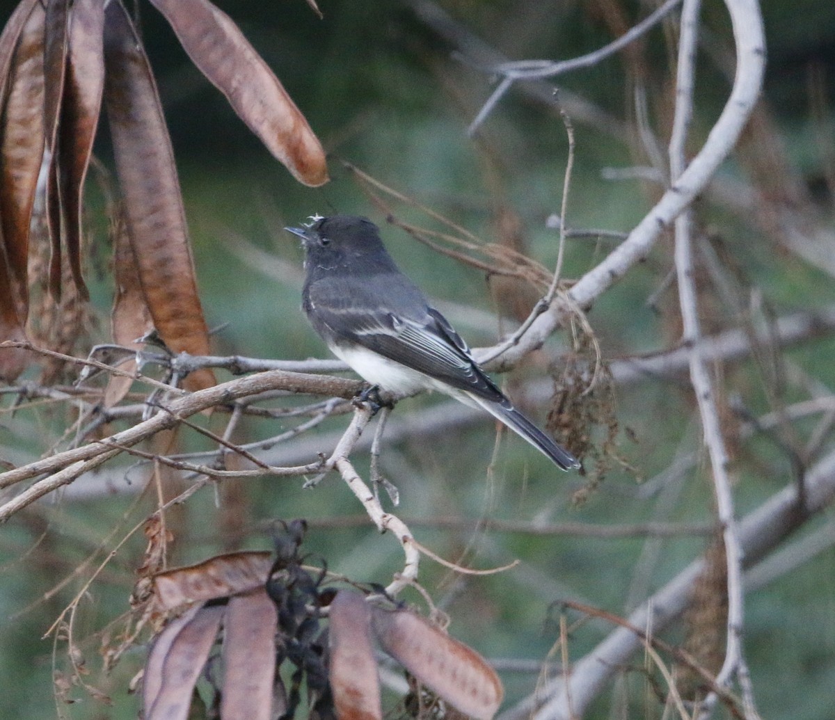 Black Phoebe - ML643678092
