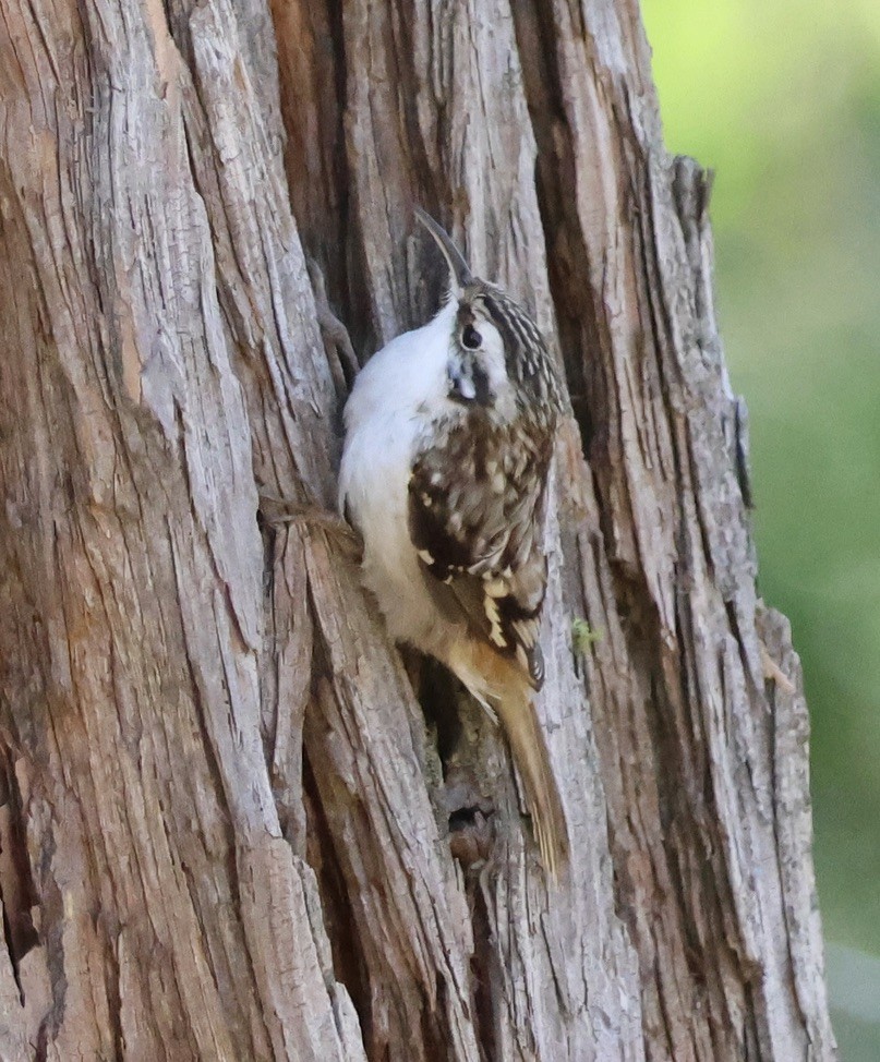 Brown Creeper - ML643678101