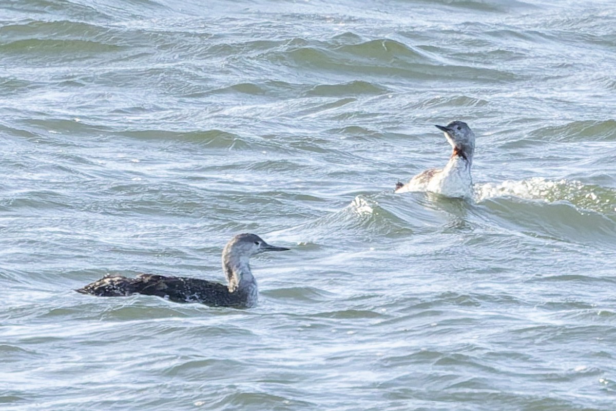 紅喉潛鳥 - ML643678105