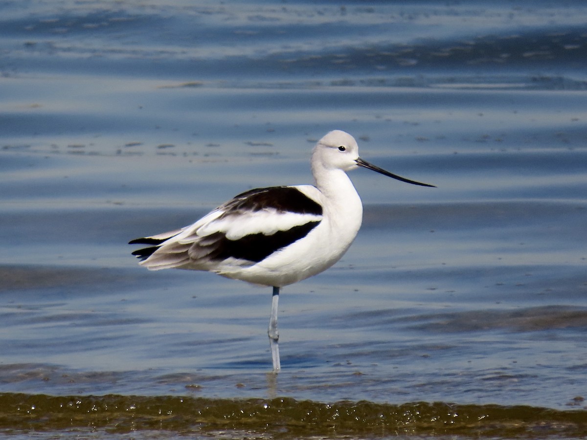 American Avocet - ML643678111