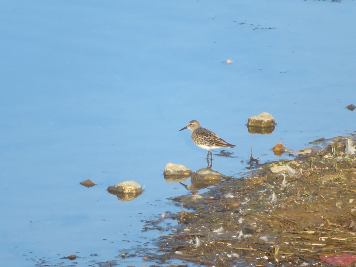 White-rumped Sandpiper - ML643678114