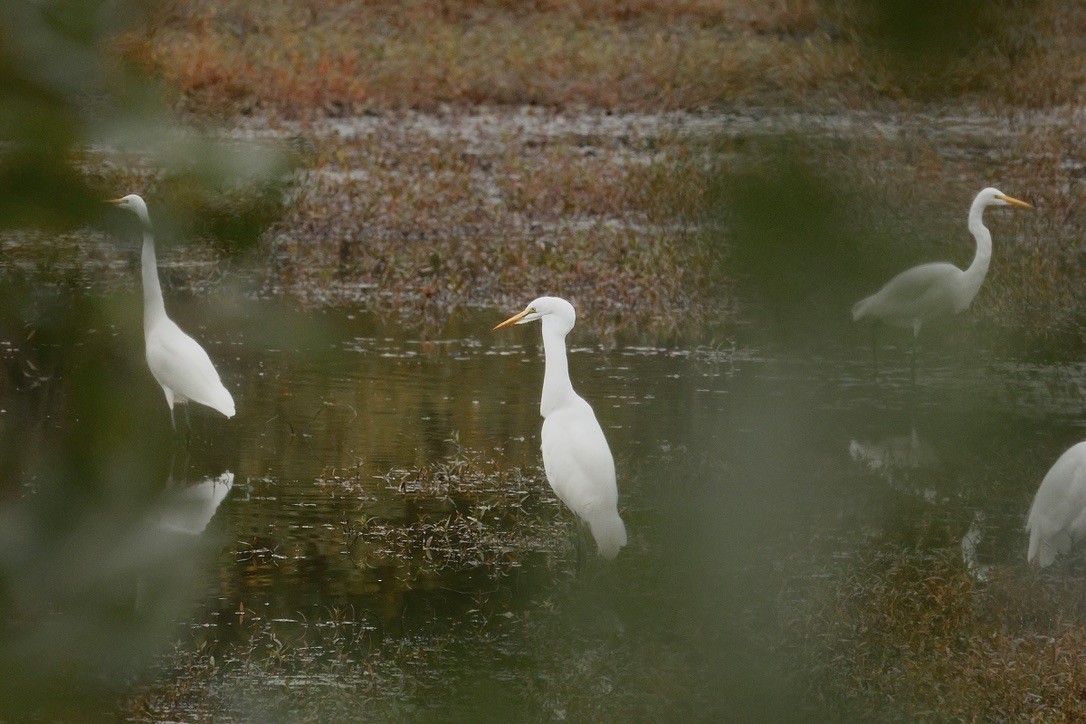 Цасч дэглий - ML643678125