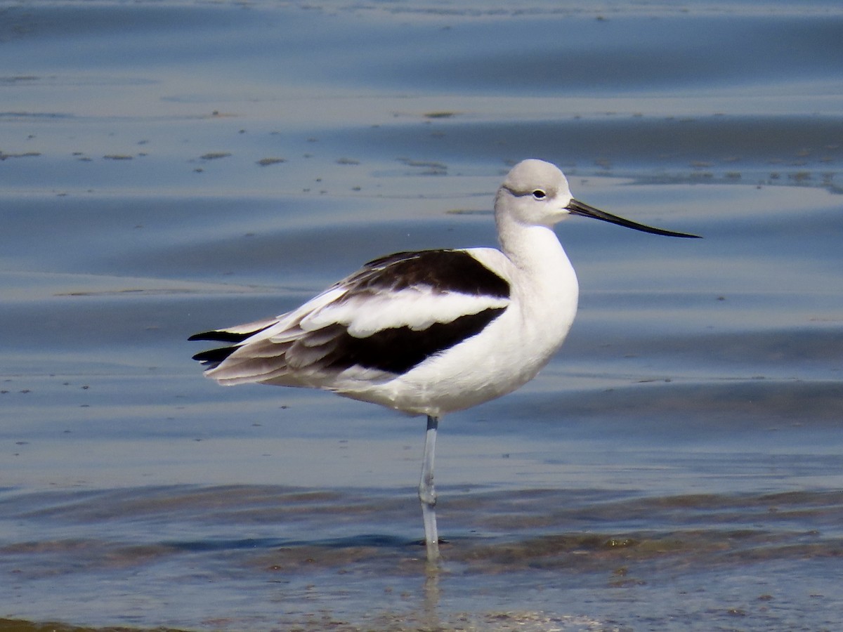American Avocet - ML643678126