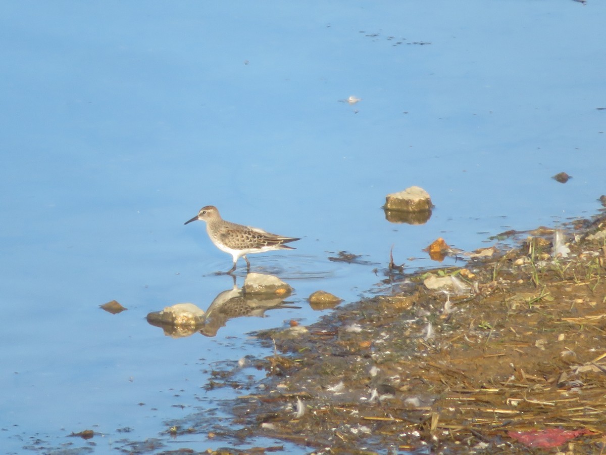 White-rumped Sandpiper - ML643678127