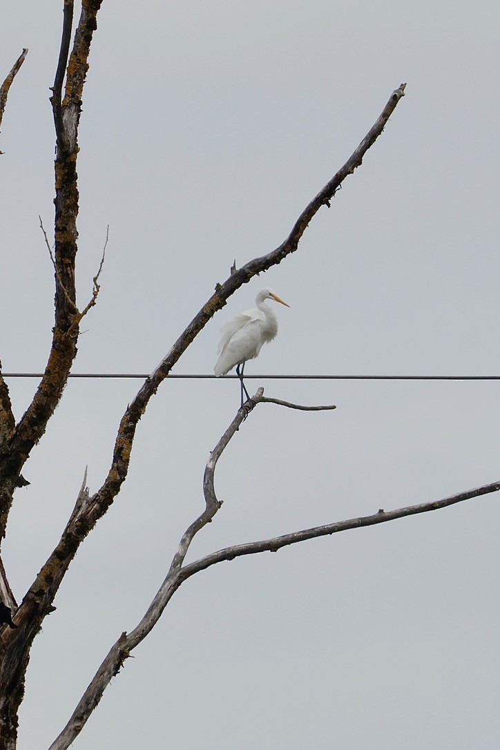 Цасч дэглий - ML643678130