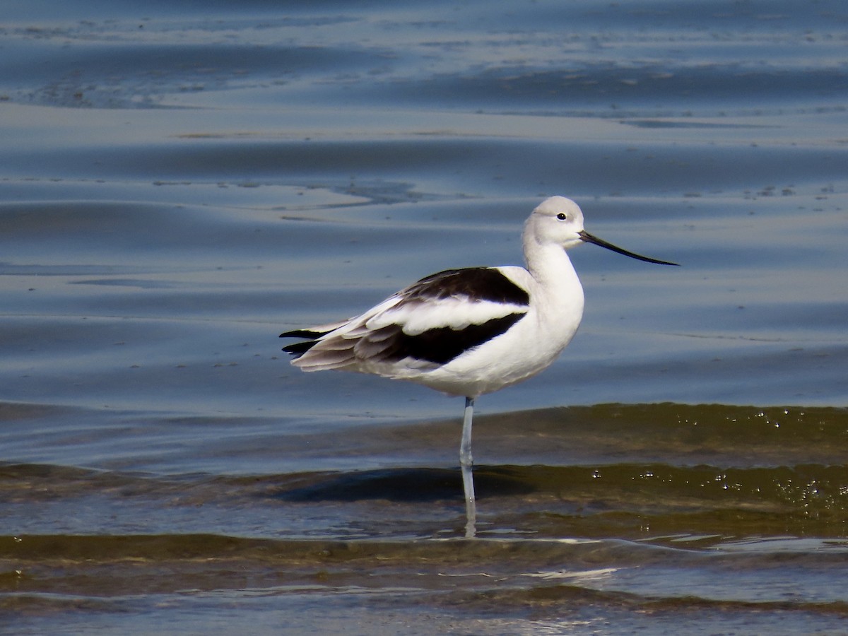 American Avocet - ML643678156