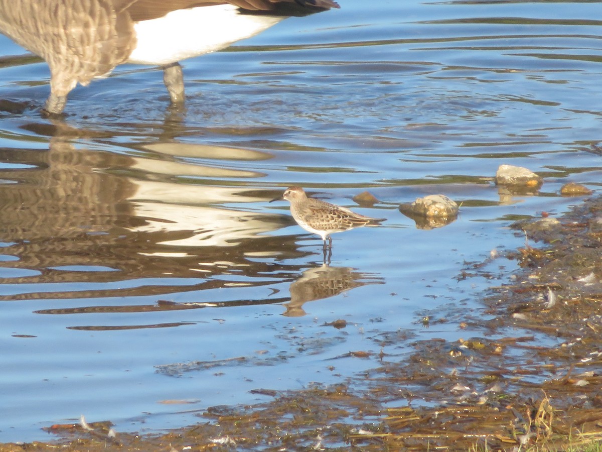 White-rumped Sandpiper - ML643678167