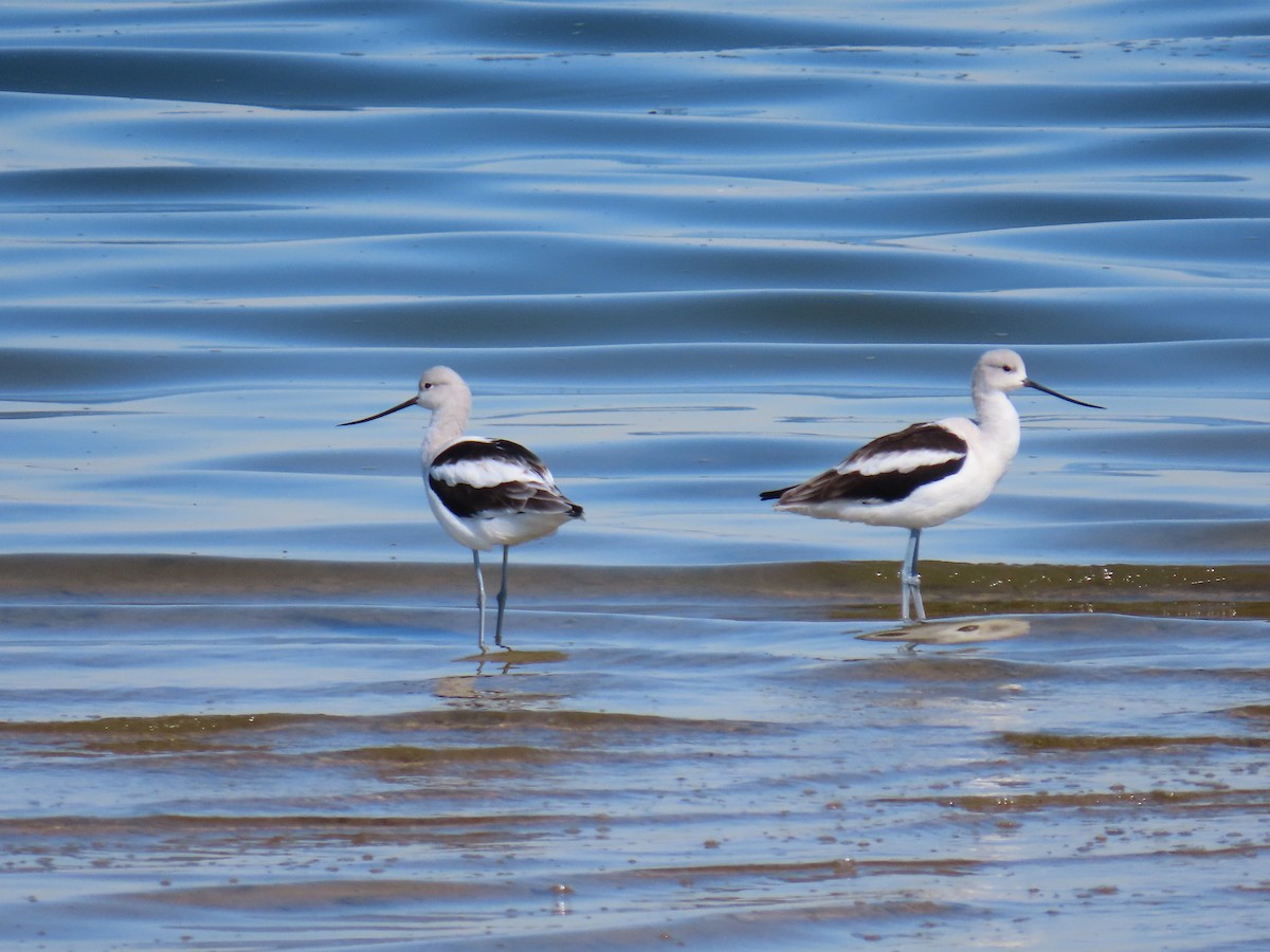 American Avocet - ML643678172