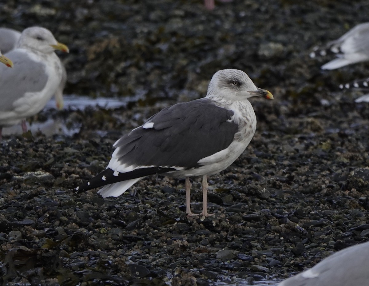 Lesser Black-backed Gull - ML643678173