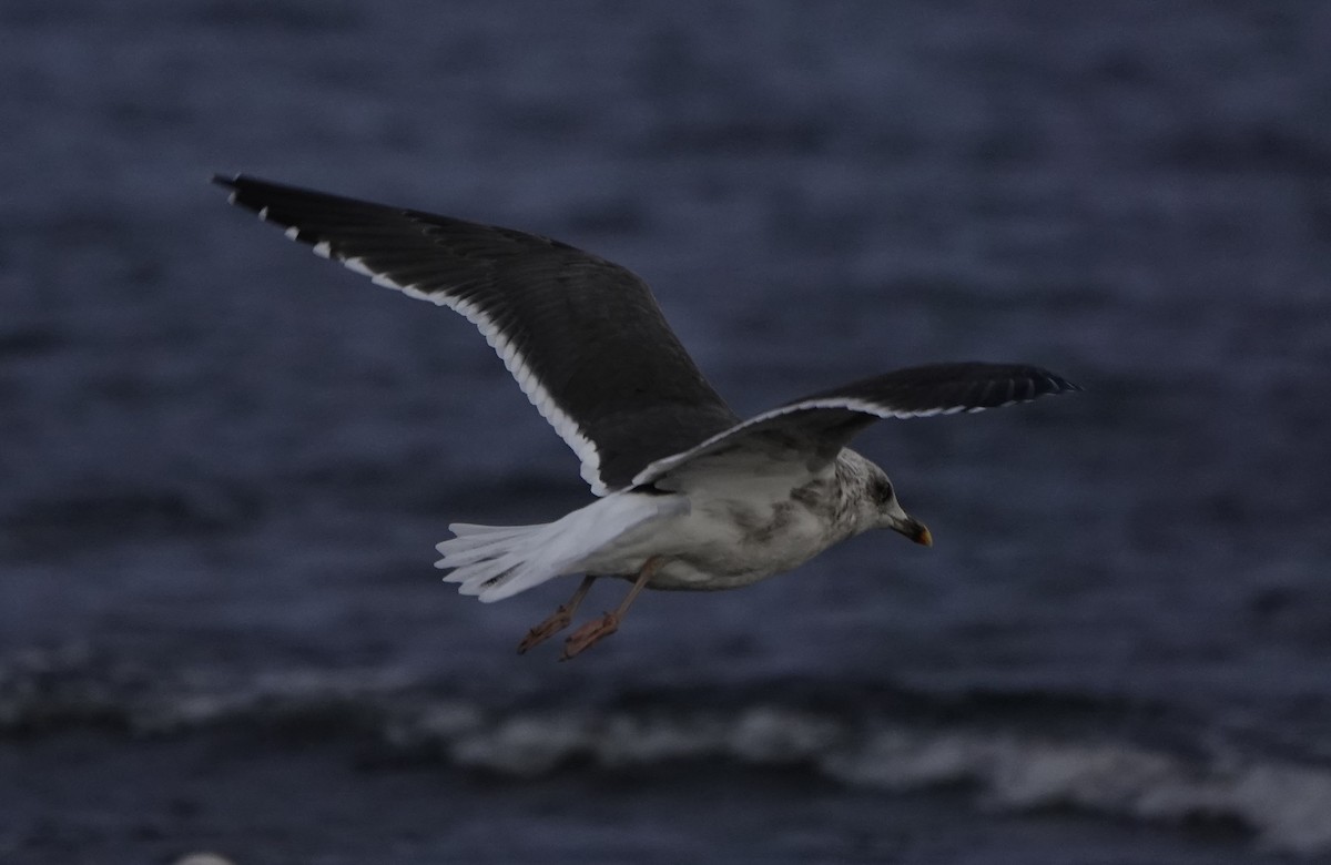 Lesser Black-backed Gull - ML643678174