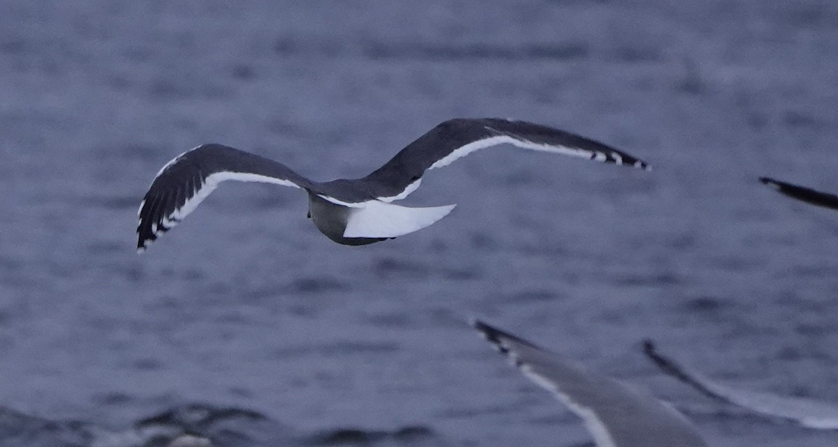 Slaty-backed Gull - ML643678178