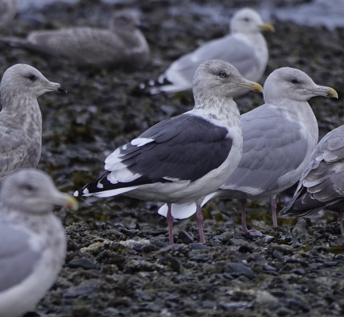 Slaty-backed Gull - ML643678179