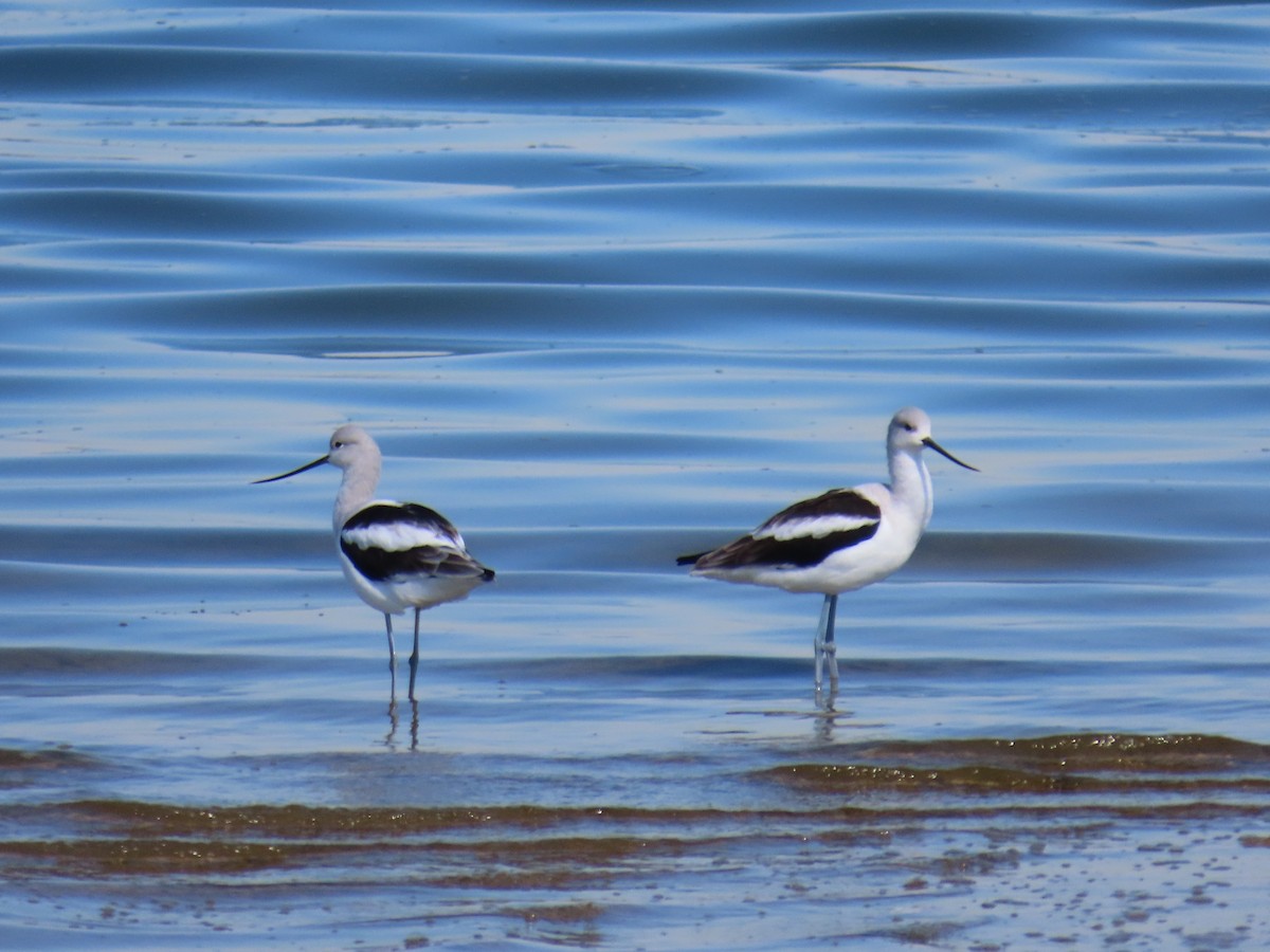 American Avocet - ML643678185