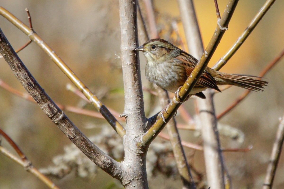 Swamp Sparrow - ML643678187