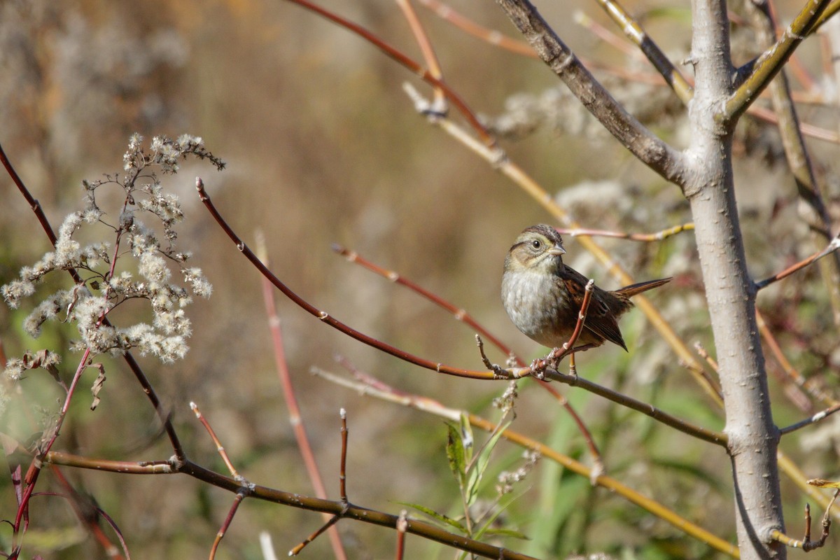 Swamp Sparrow - ML643678188