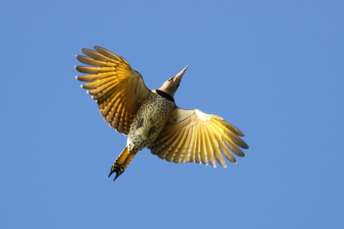 Pic flamboyant (auratus/luteus) - ML643678191