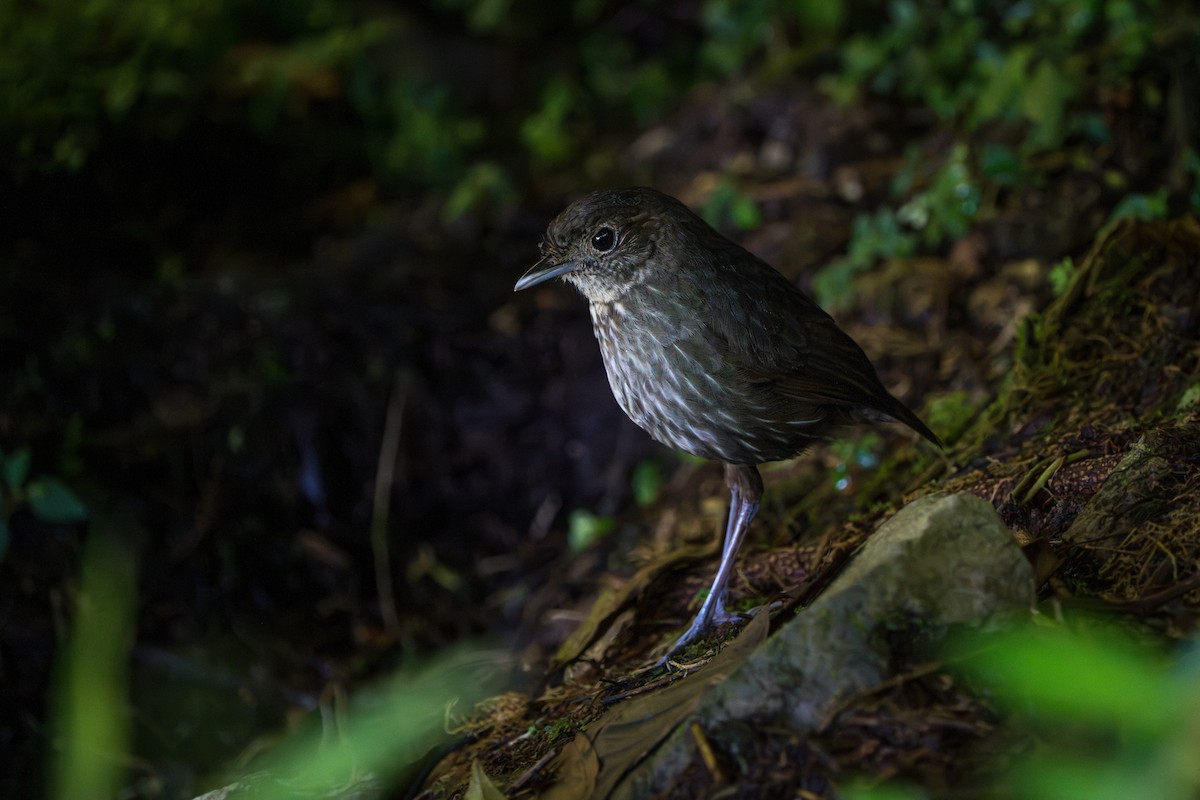 Cundinamarca Antpitta - ML643678203