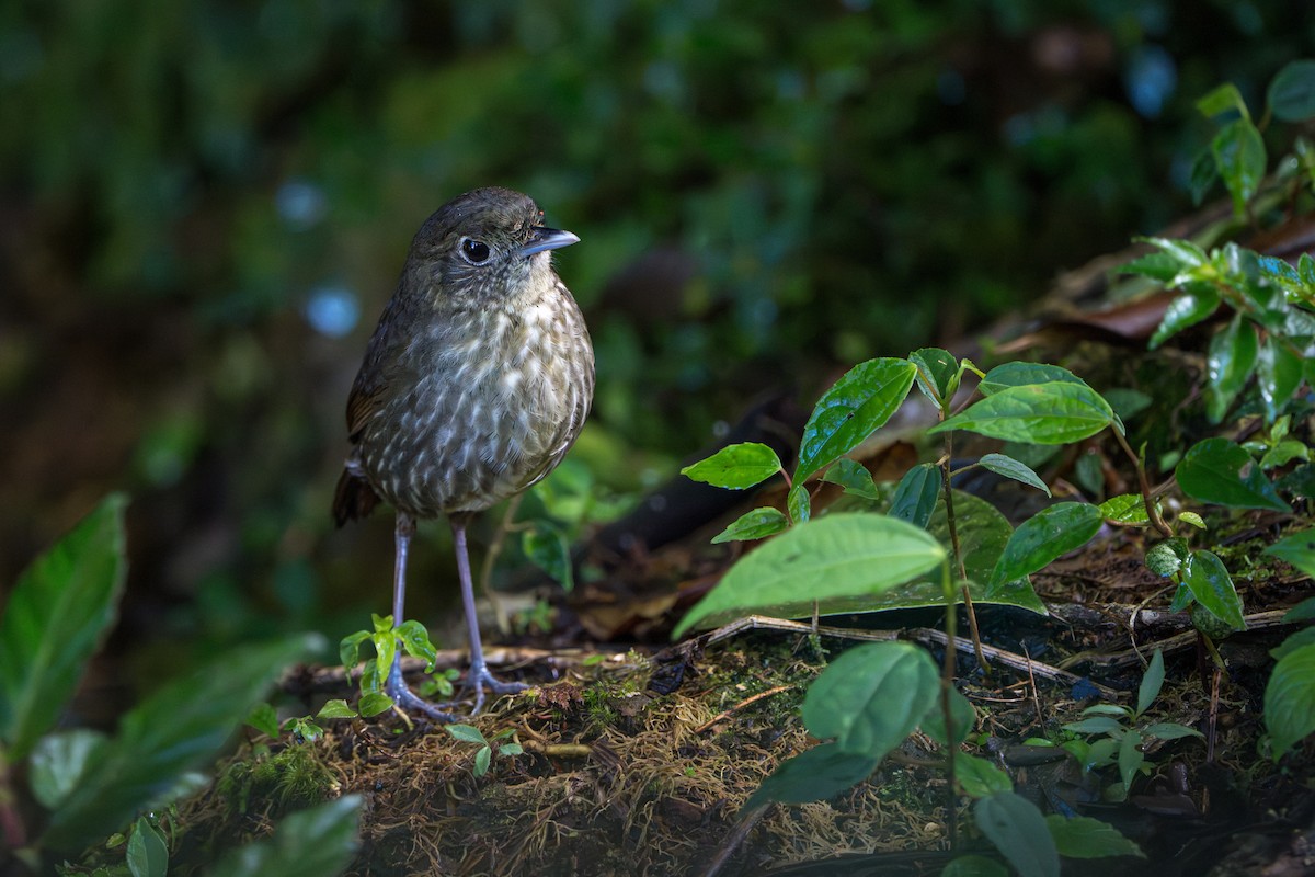 Cundinamarca Antpitta - ML643678205