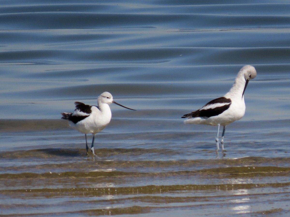 American Avocet - ML643678211
