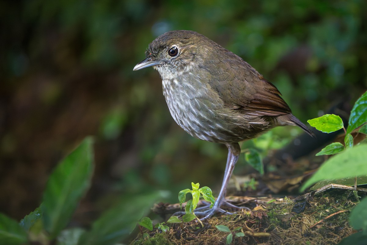 Cundinamarca Antpitta - ML643678217