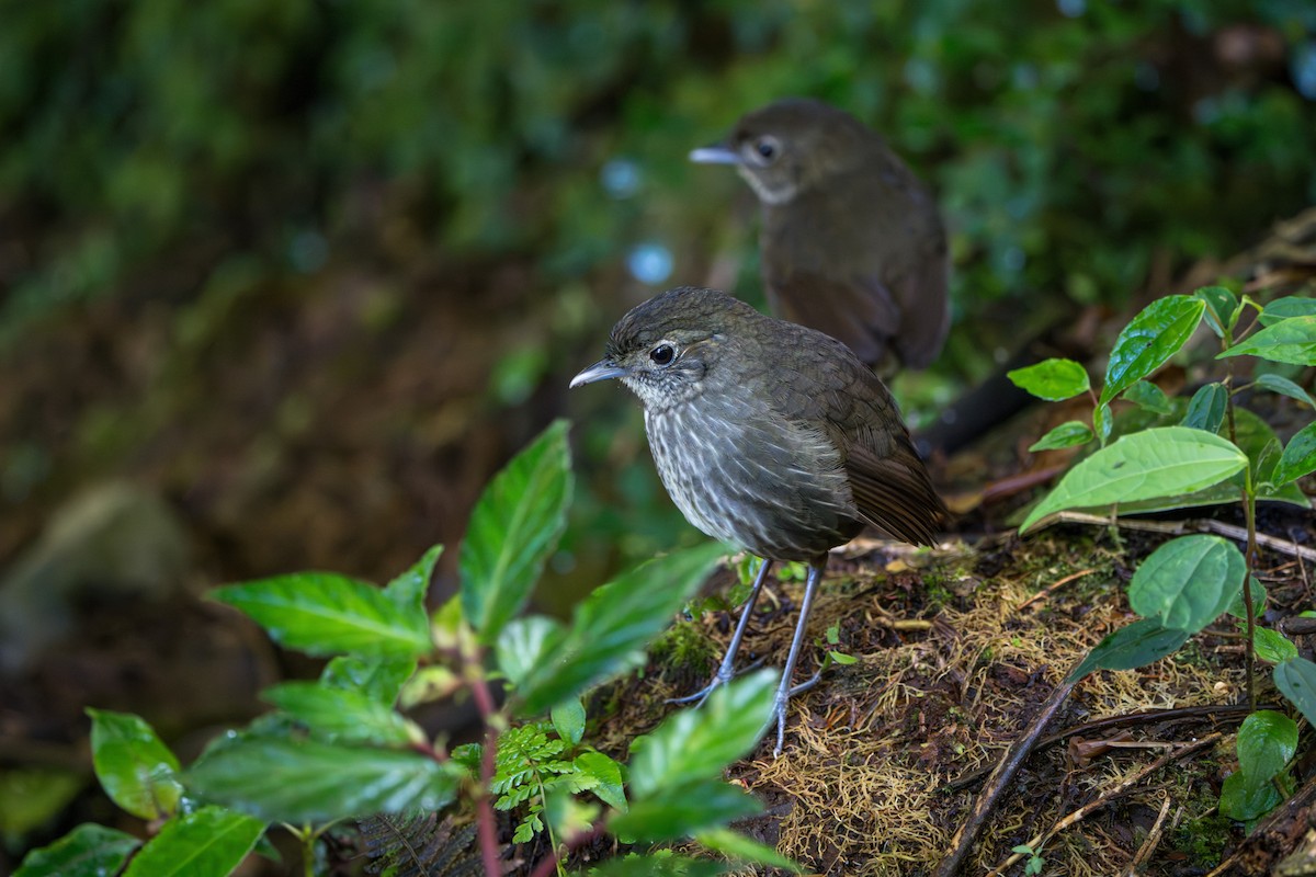 Cundinamarca Antpitta - ML643678233
