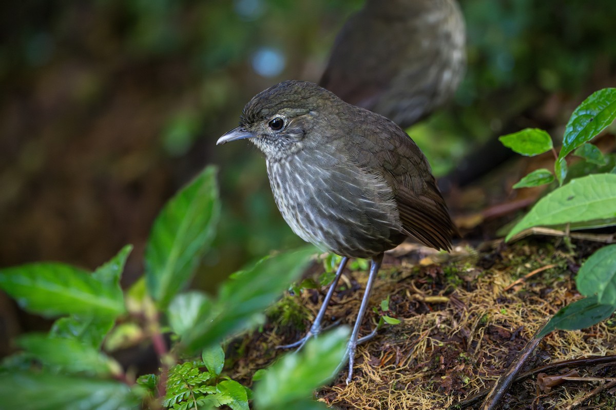 Cundinamarca Antpitta - ML643678234