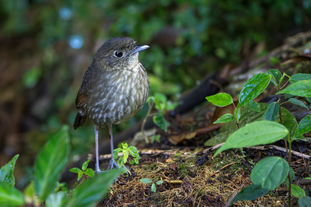 Cundinamarca Antpitta - ML643678235