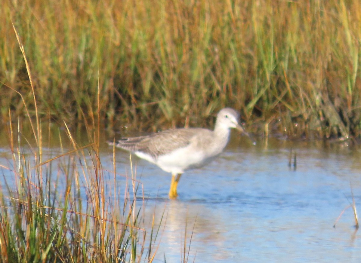 Greater Yellowlegs - ML643678237