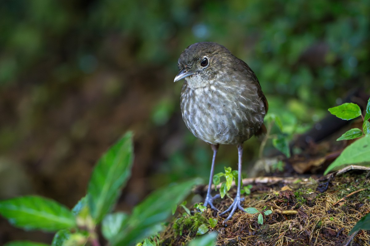 Cundinamarca Antpitta - ML643678239