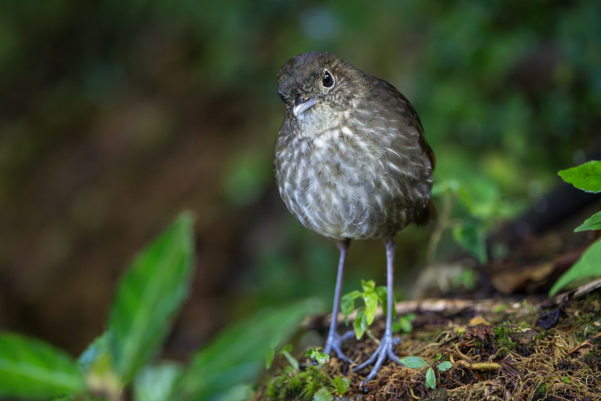 Cundinamarca Antpitta - ML643678243