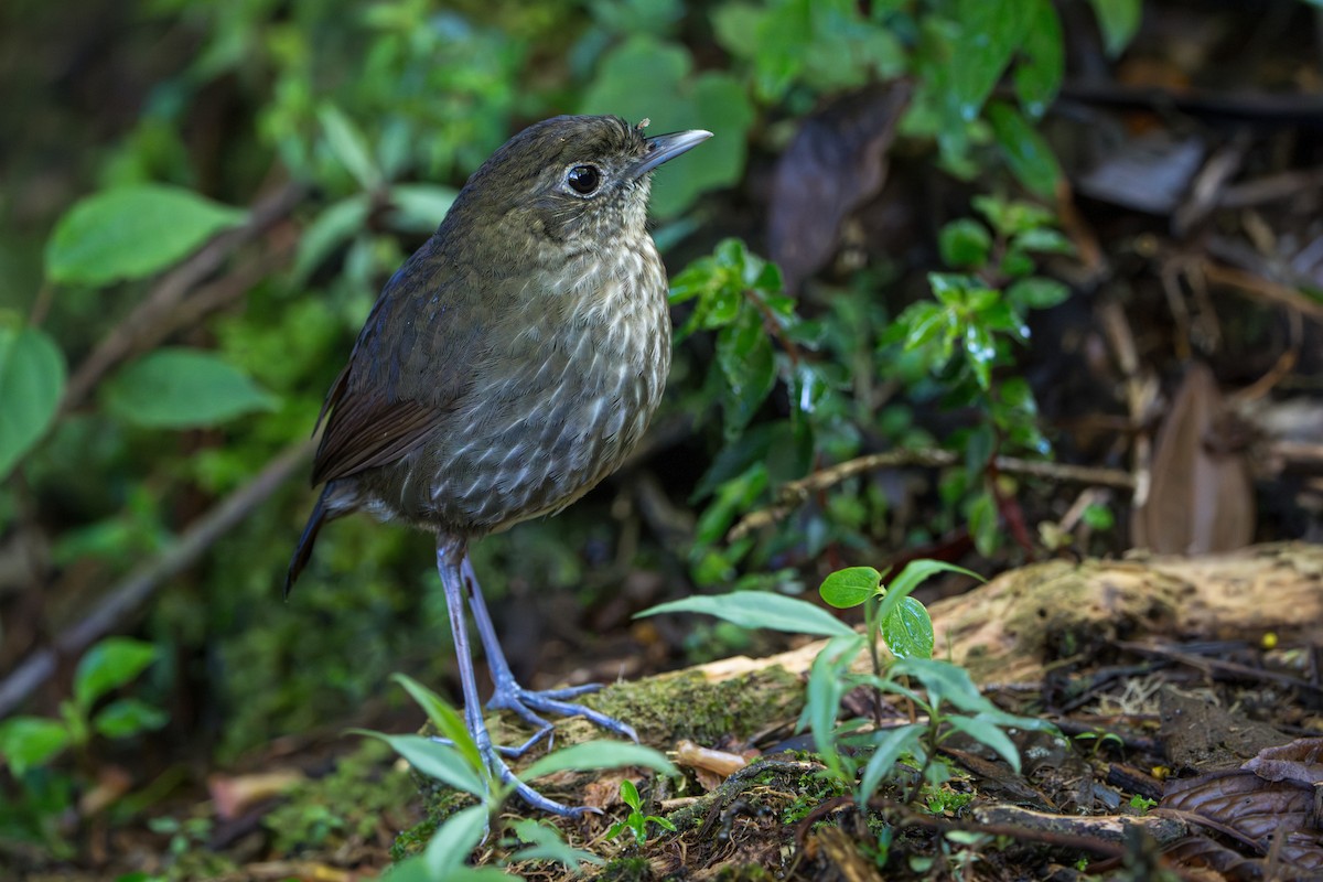 Cundinamarca Antpitta - ML643678250