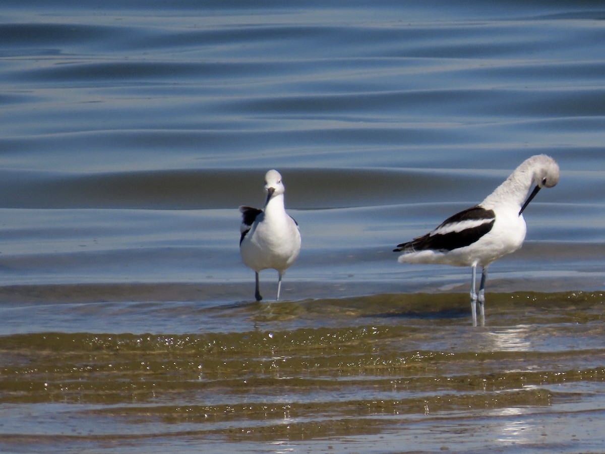 American Avocet - ML643678252
