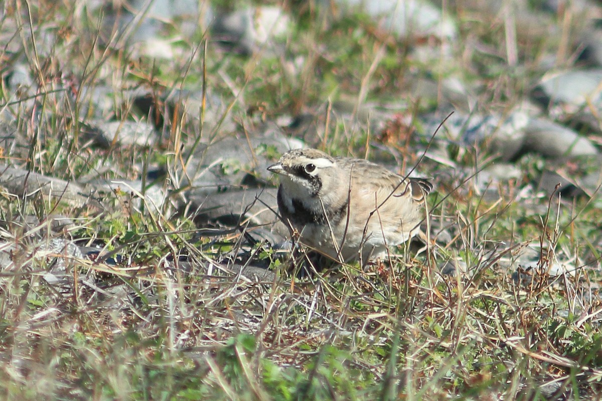 ハマヒバリ - ML643678273