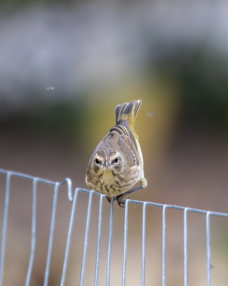 Palm Warbler - ML643678281