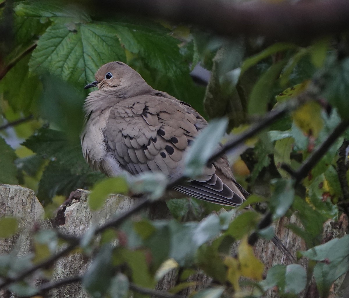 Mourning Dove - ML643678311