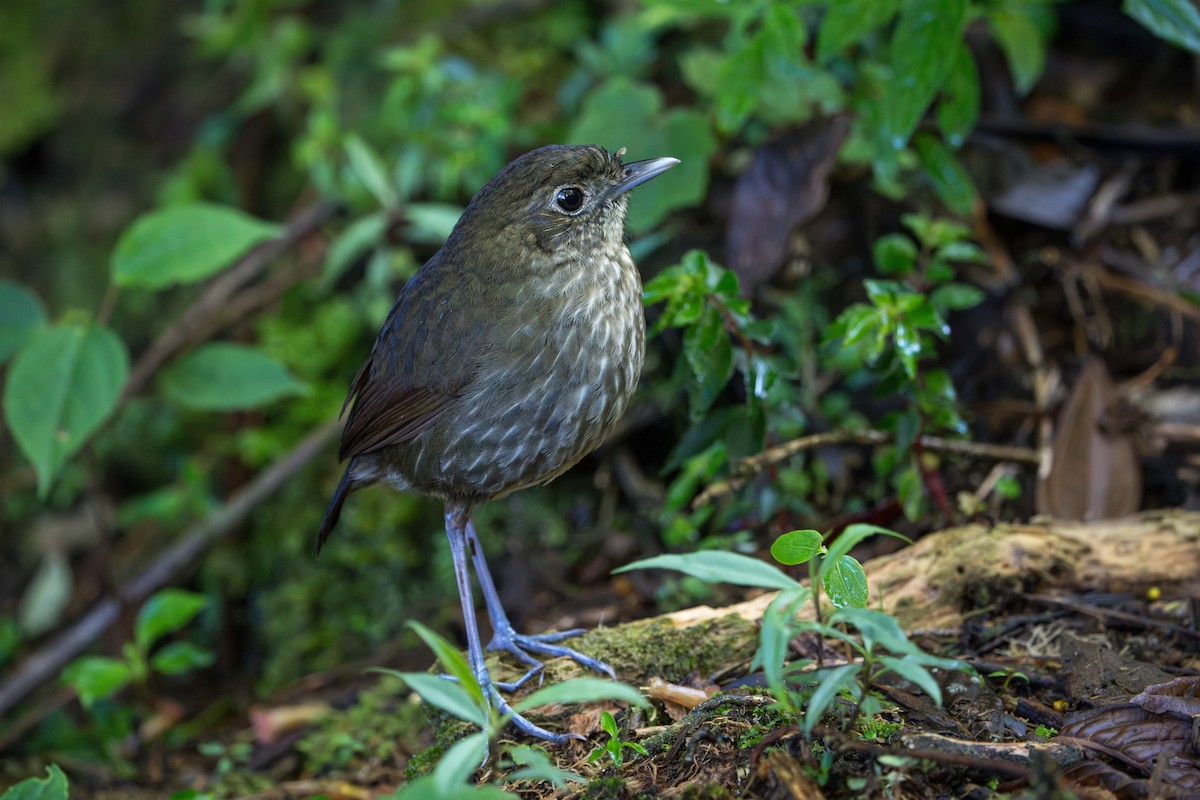 Cundinamarca Antpitta - ML643678312
