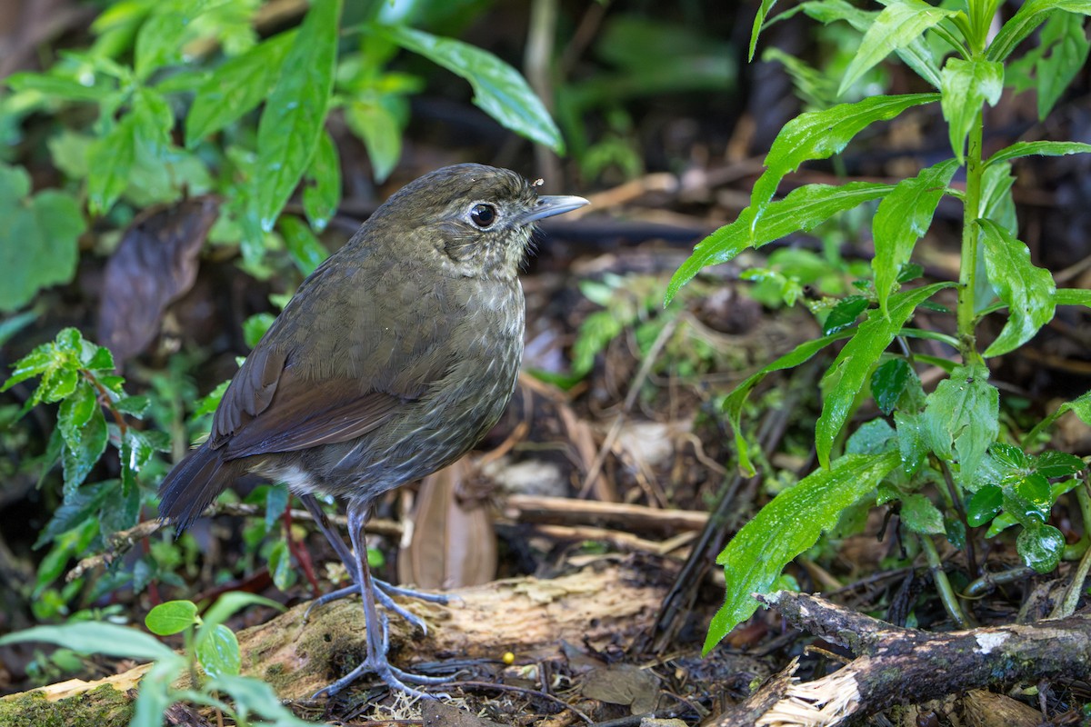 Cundinamarca Antpitta - ML643678313