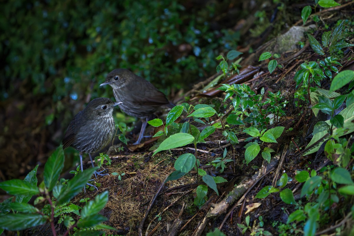Cundinamarca Antpitta - ML643678314