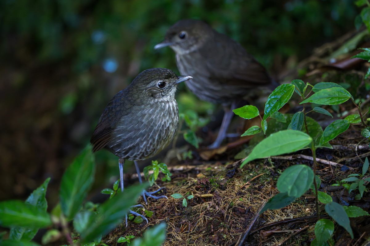 Cundinamarca Antpitta - ML643678316