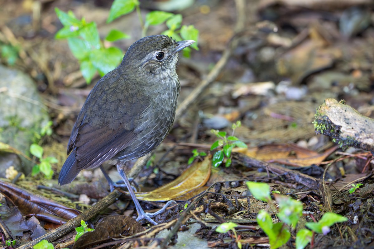 Cundinamarca Antpitta - ML643678317