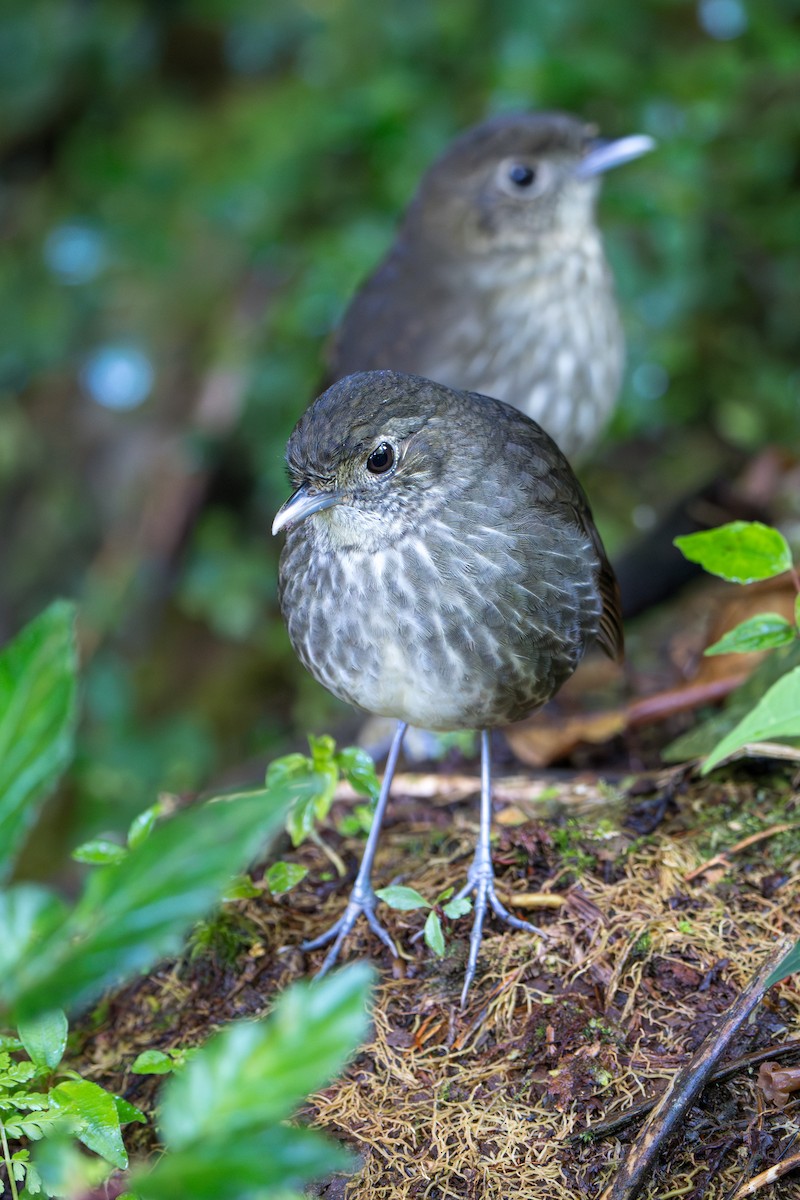 Cundinamarca Antpitta - ML643678318