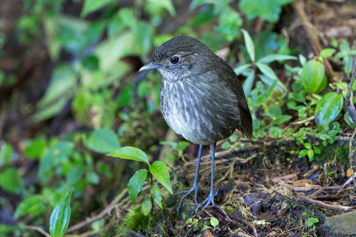 Cundinamarca Antpitta - ML643678321