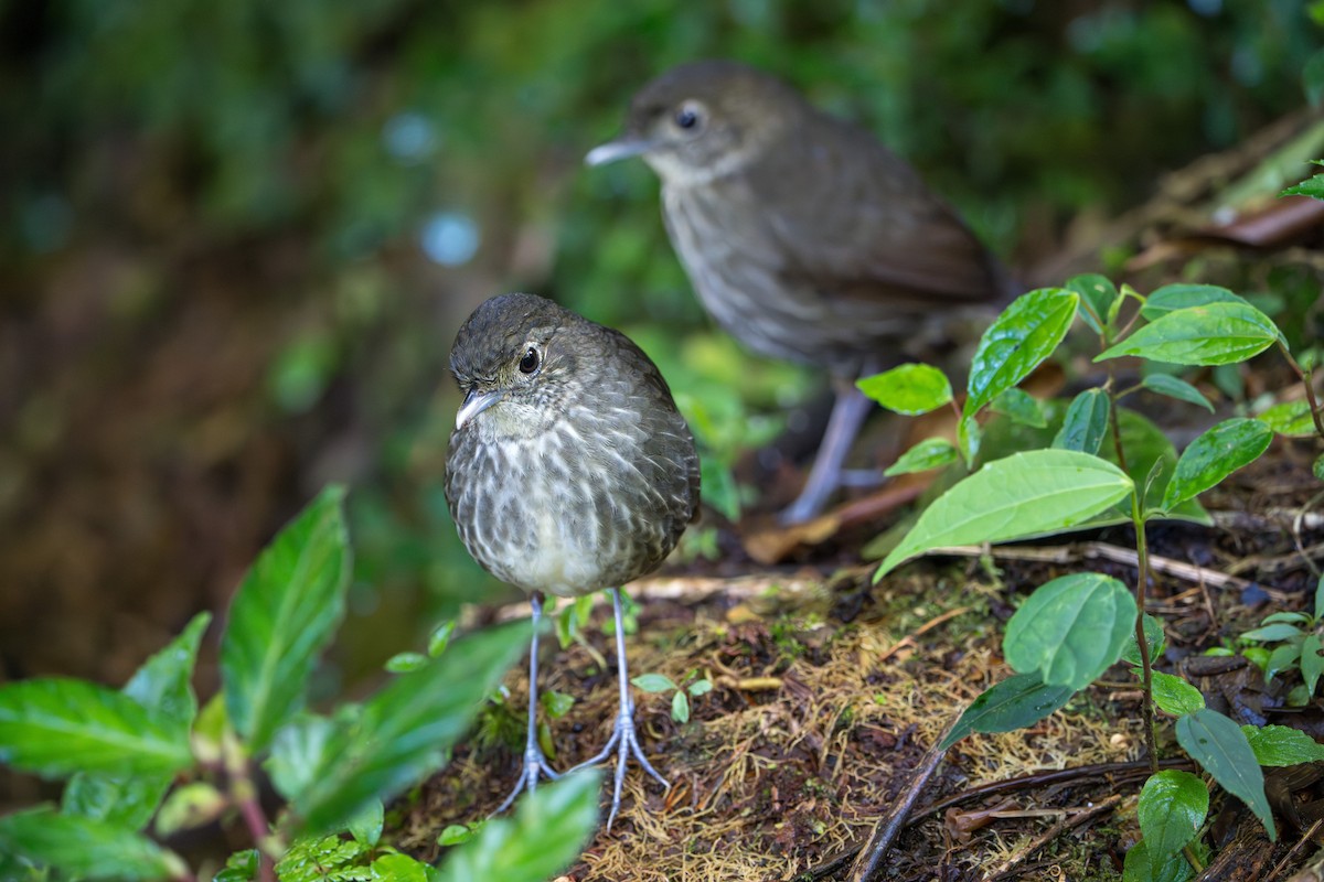 Cundinamarca Antpitta - ML643678322