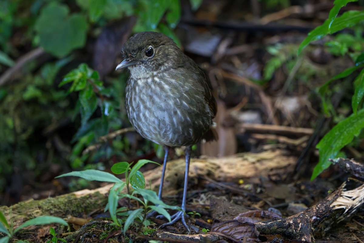 Cundinamarca Antpitta - ML643678323