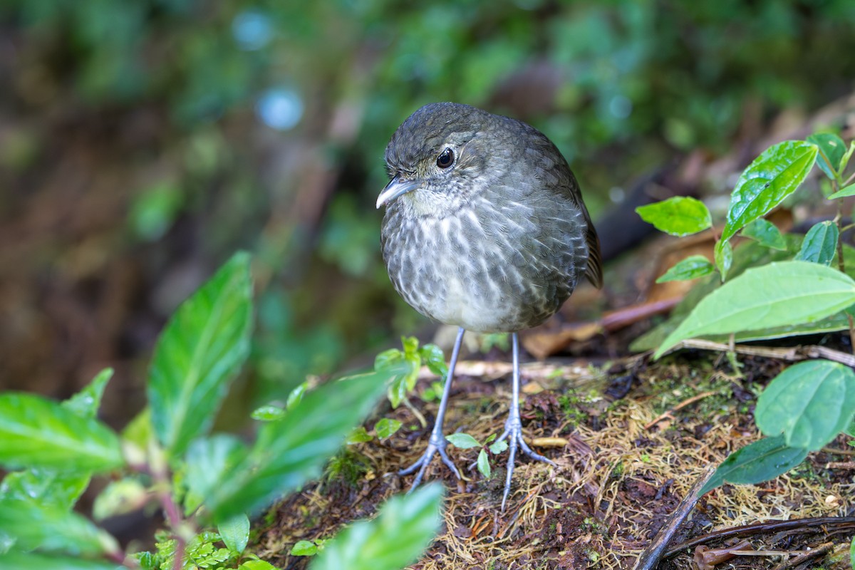 Cundinamarca Antpitta - ML643678324