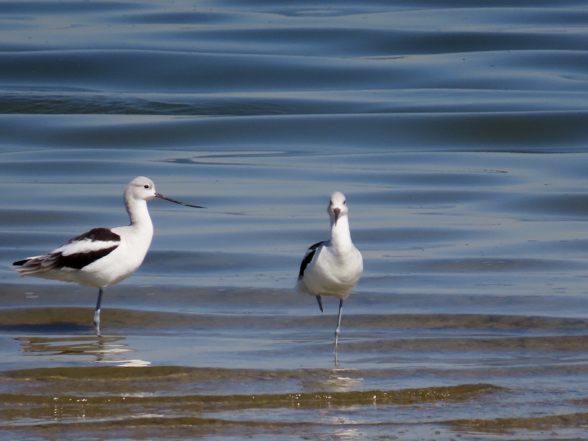 American Avocet - ML643678325