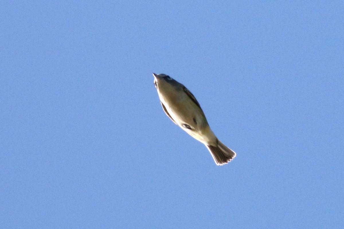 Blue-headed Vireo - ML643678334