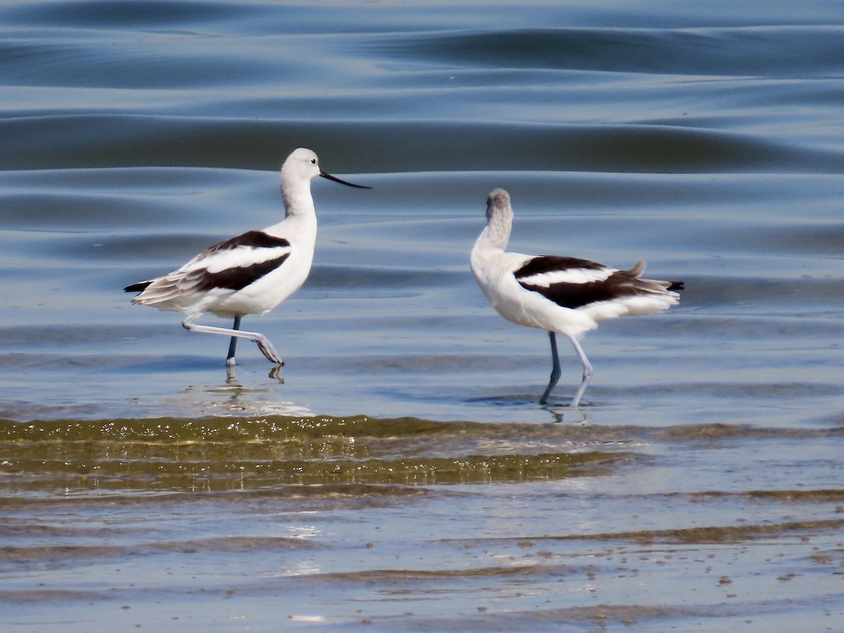 American Avocet - ML643678348